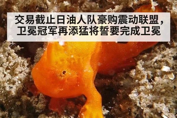 交易截止日油人队豪购震动联盟,卫冕冠军再添猛将誓要完成卫冕